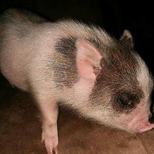 Meet your Posher, Rena